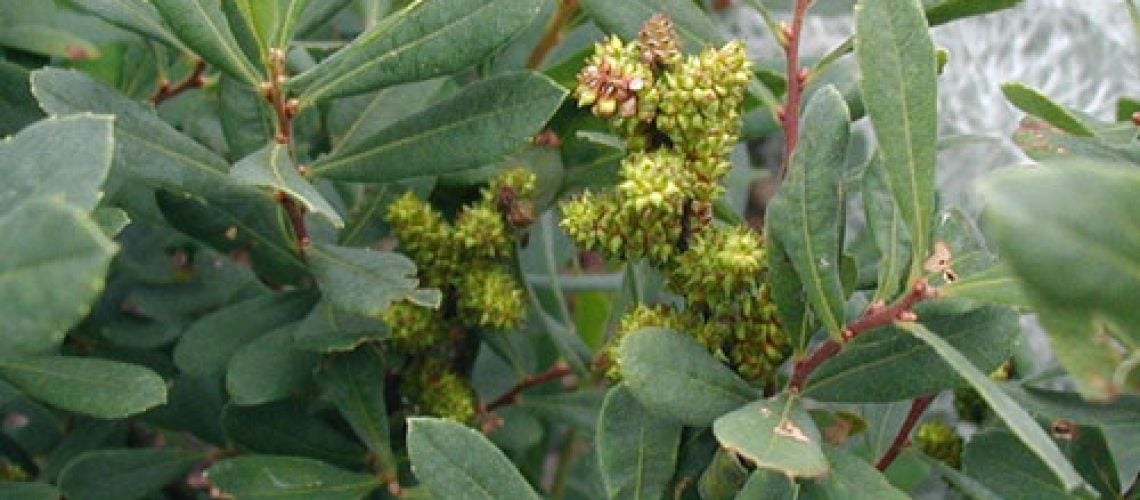 Myrica_gale