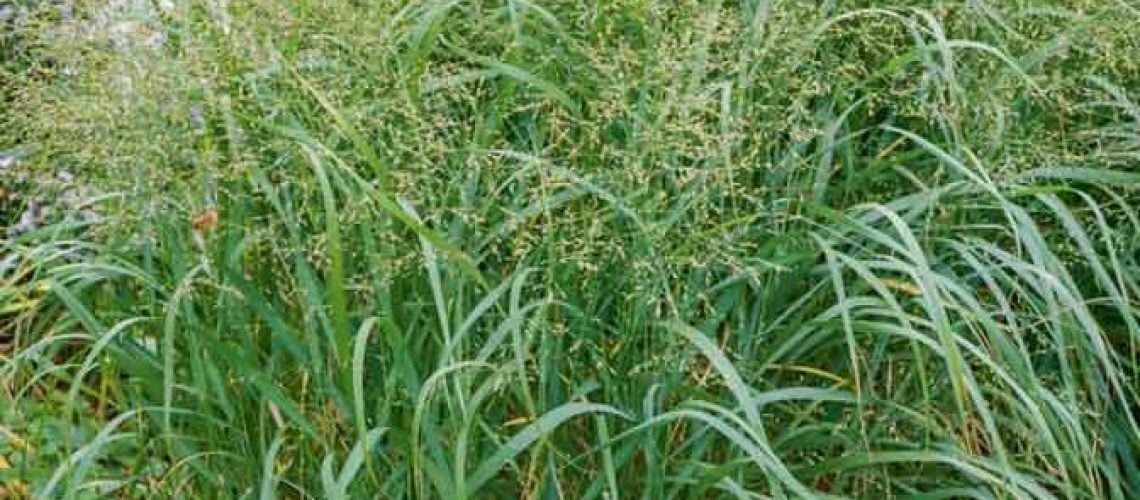 Panicum virgatum