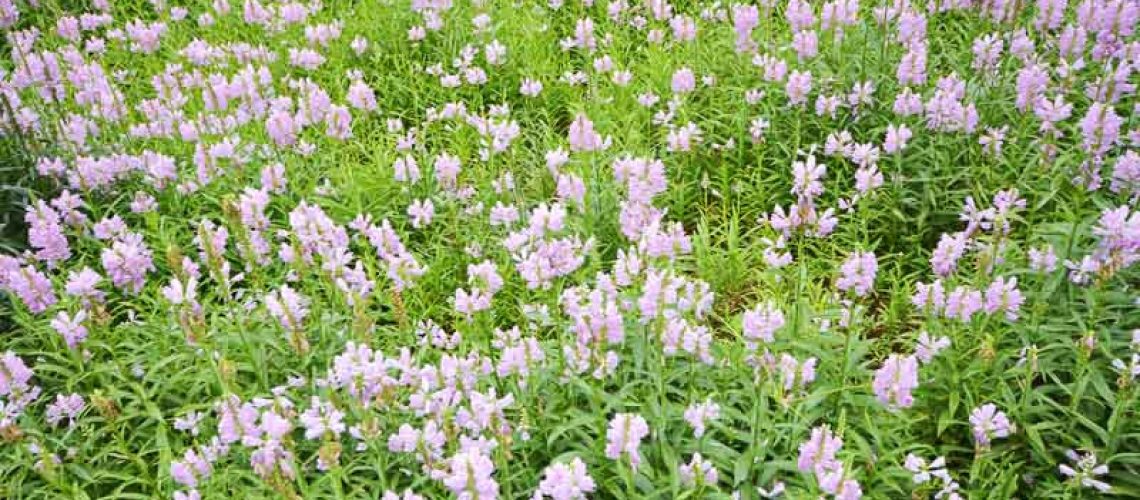 Physostegia virginiana