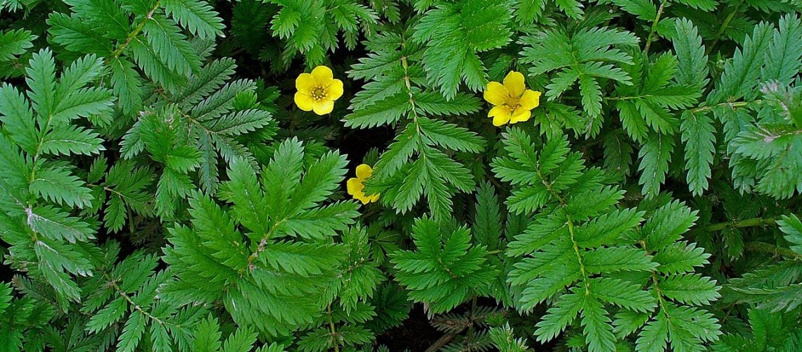 Potentilla anserina