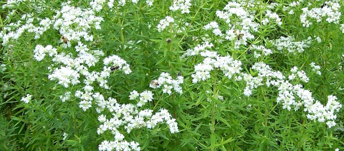 Pycnanthemum tenuifolium