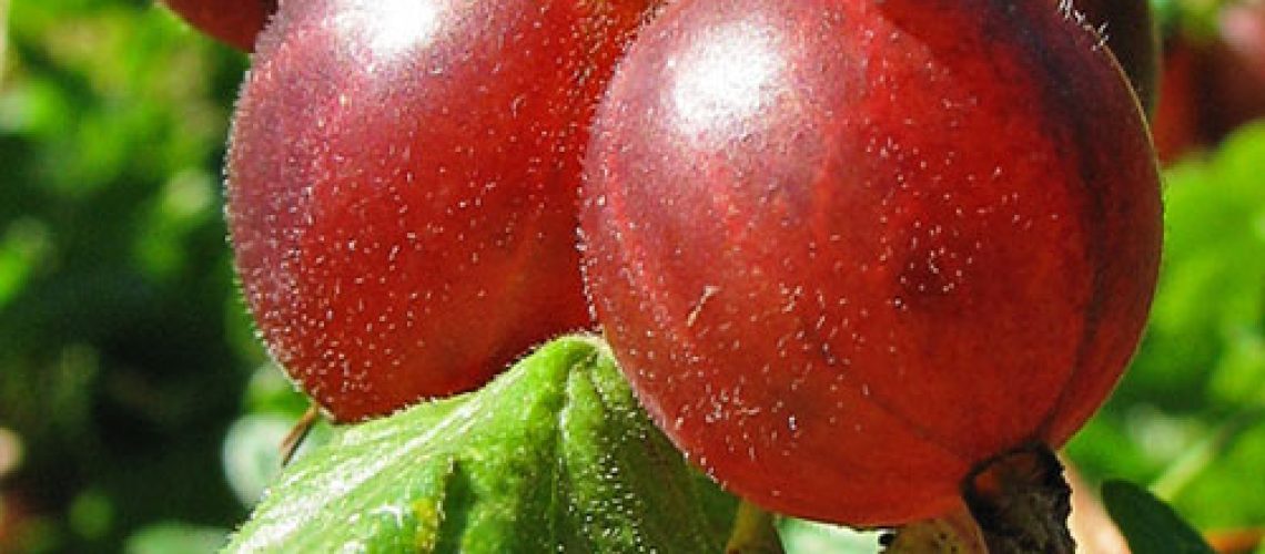 Ribes_uva-crispa