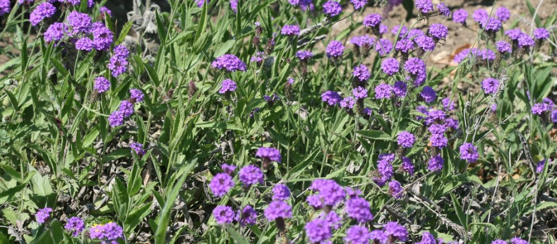 Verbena_rigida