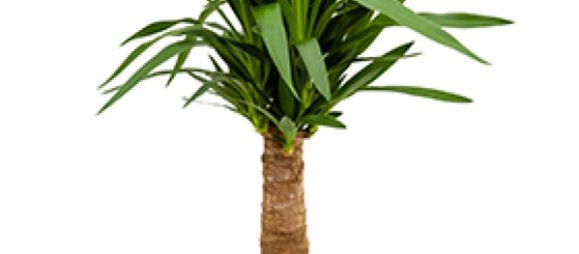 Yucca elephantipes