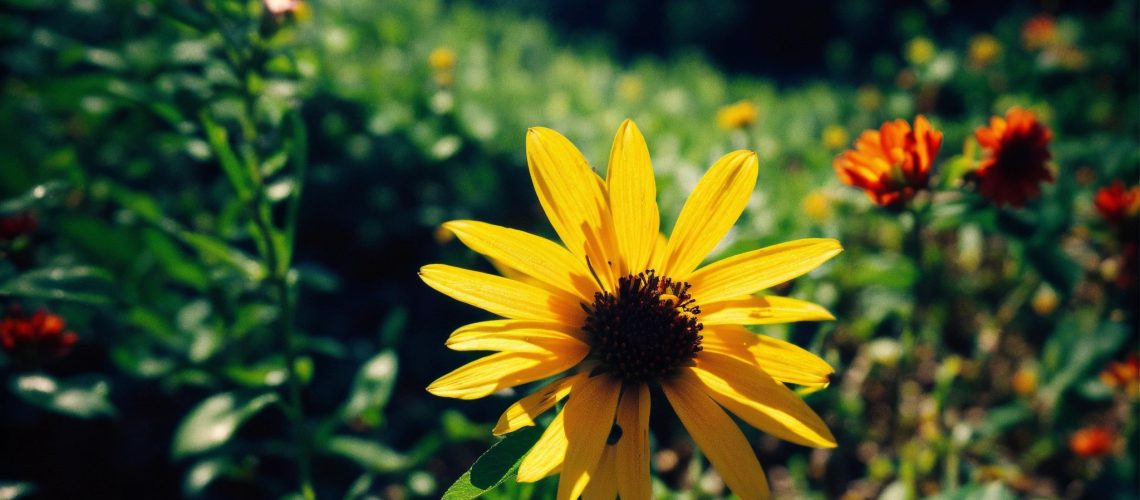 a beautiful flower growing and growing on the vale