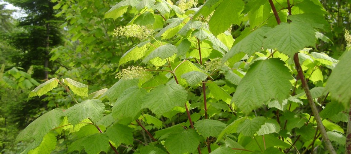 acer spicatum