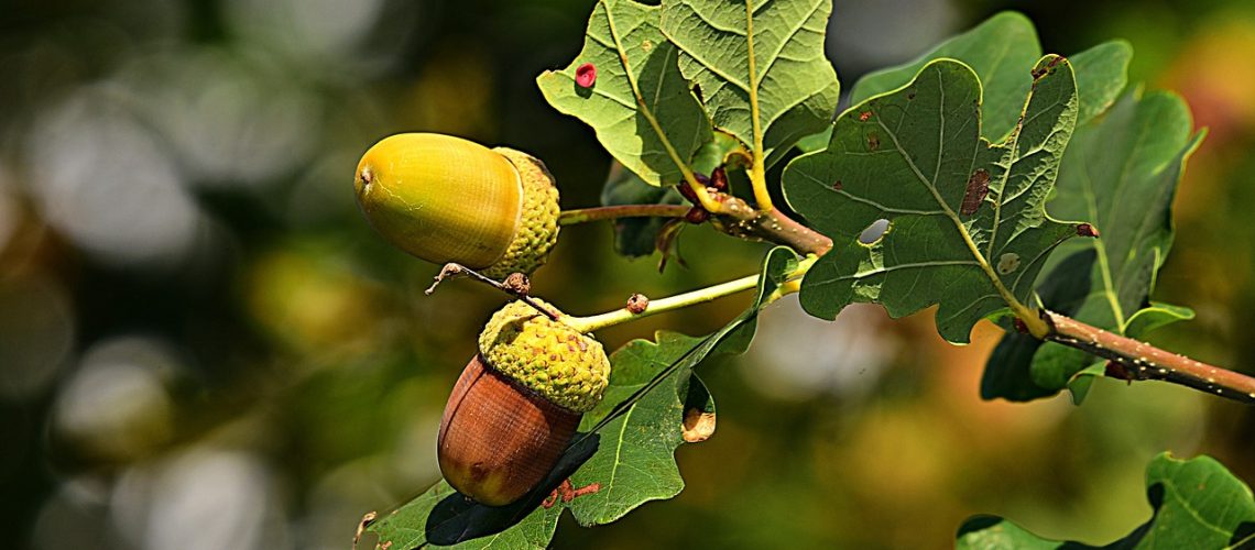 quercus