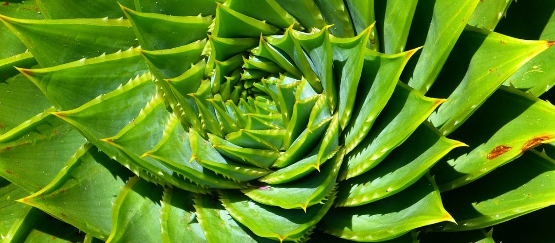 aloes