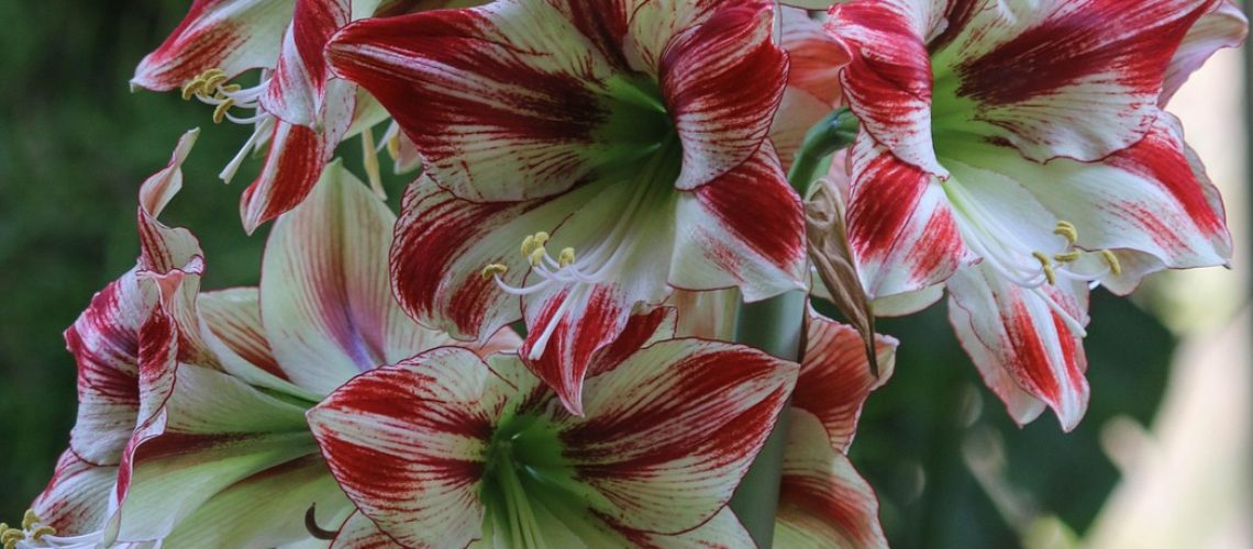 amaryllis
