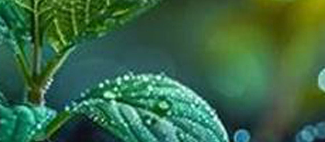 amendement sol-accueil