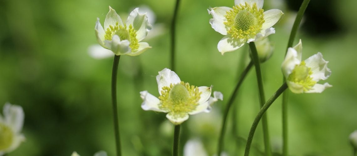 anemone-5251682_1280