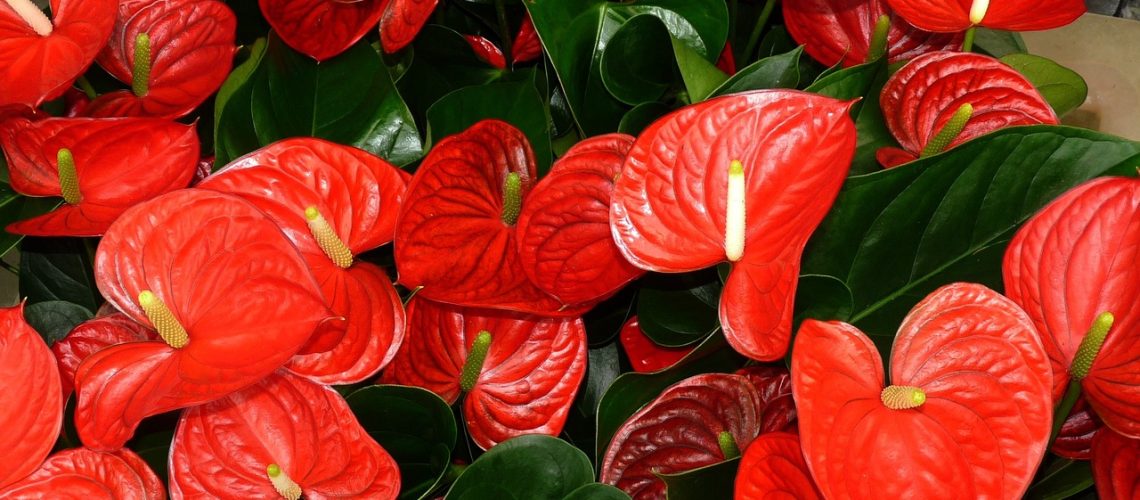 anthurium