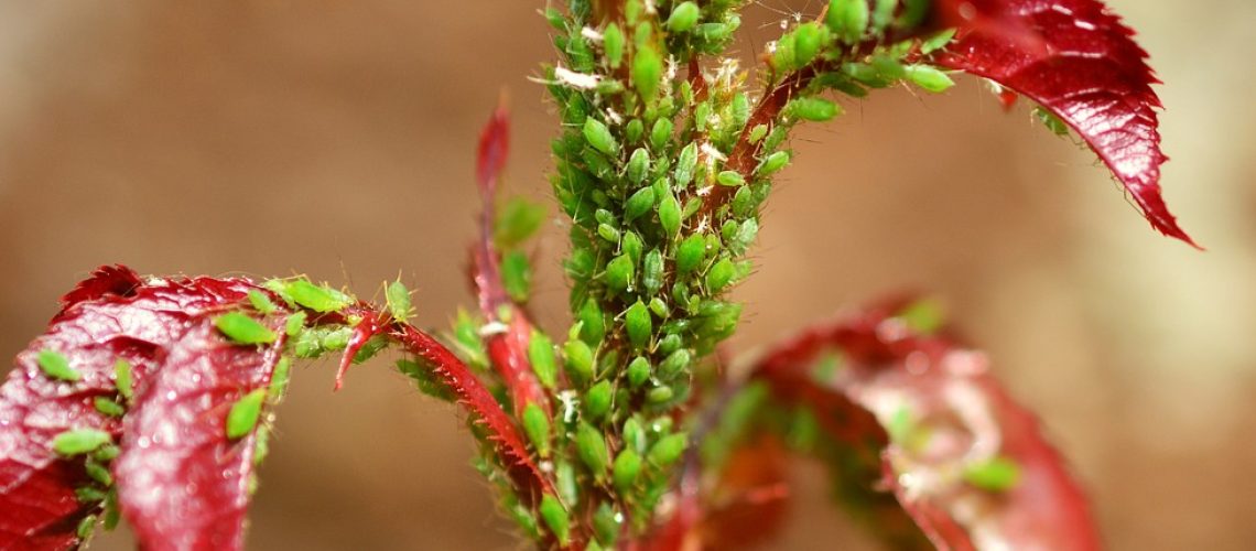 aphids-2303859_1280
