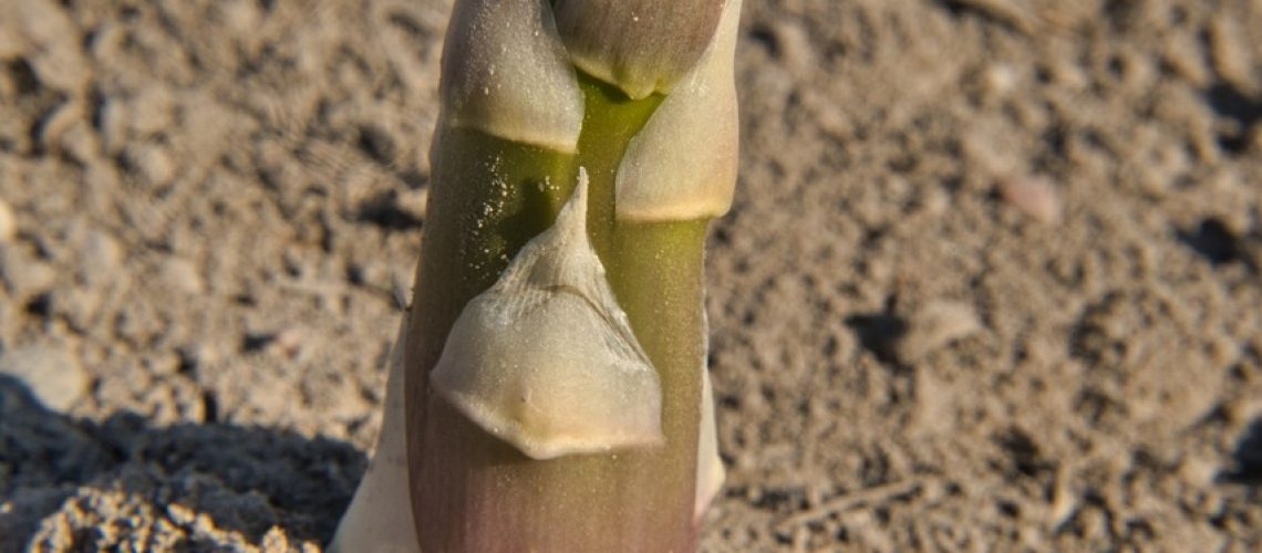 pousse asperge