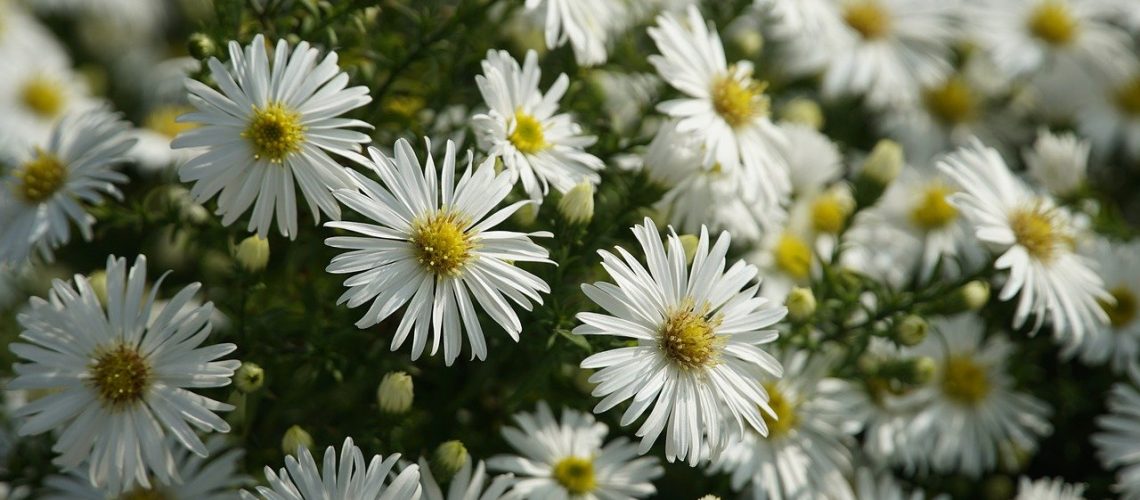aster