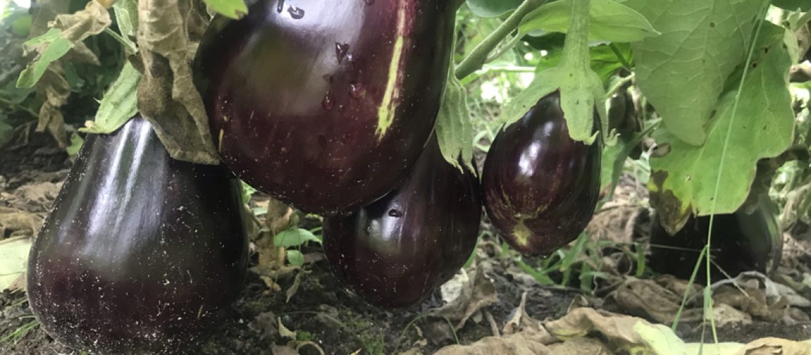 aubergine
