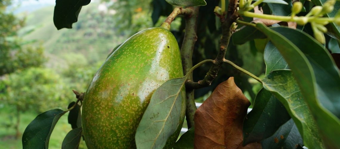 avocat