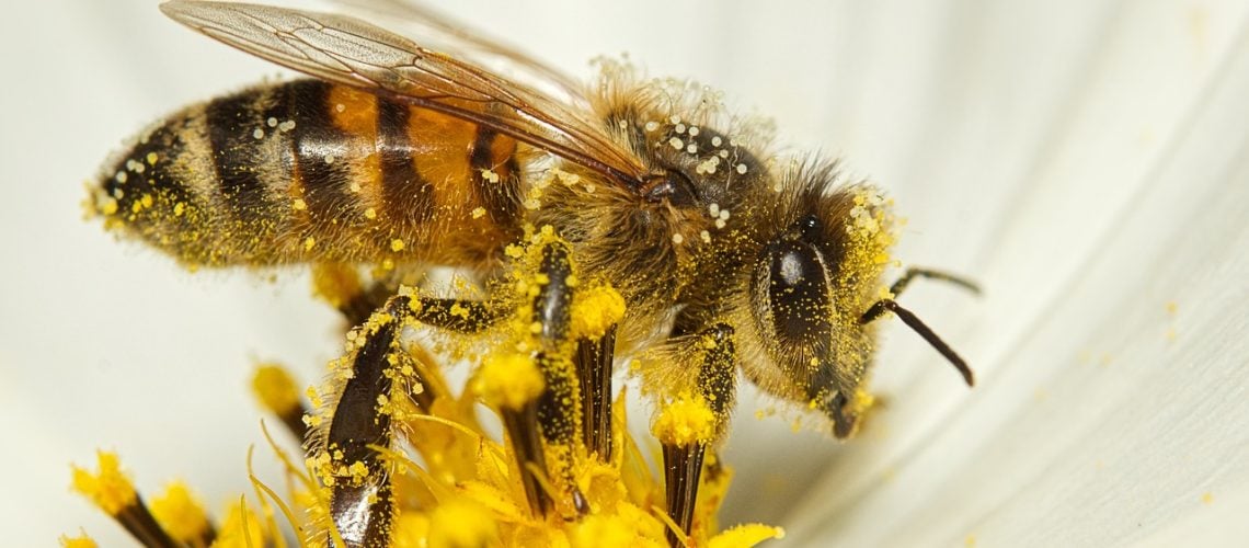 bee-7413333_1280