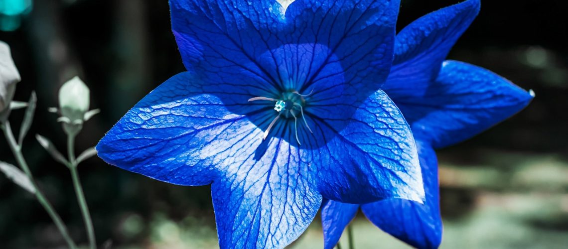 campanule
