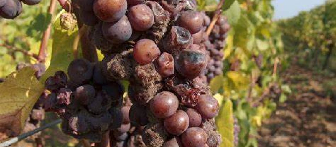 botrytis