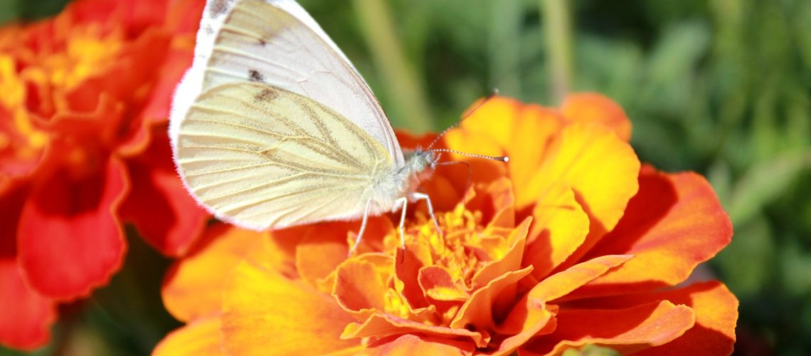 cabbage-butterfly-1852698_1280