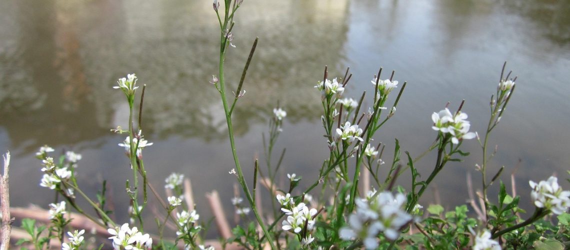 cardamine