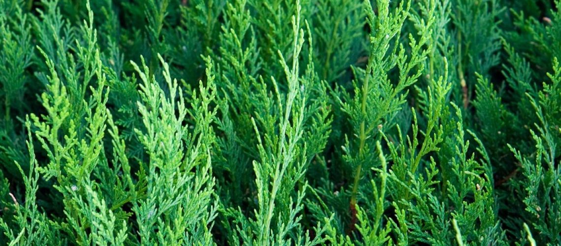 cedar