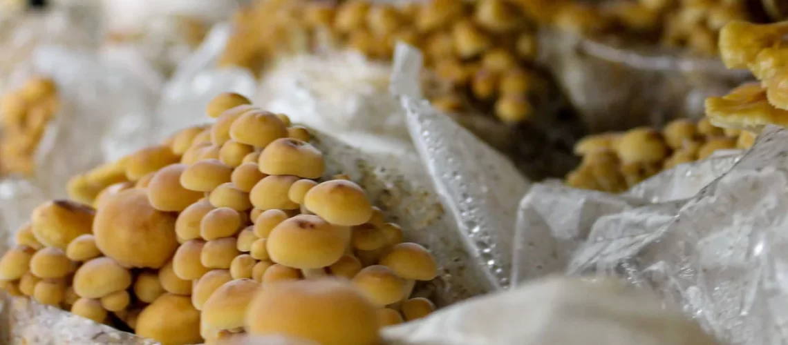 champignon kit