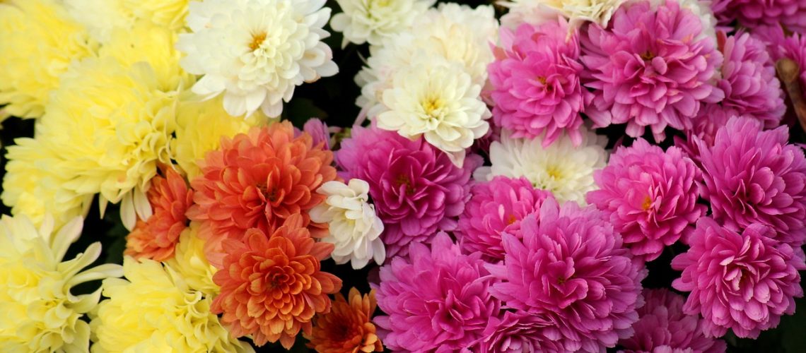 chrysanthemums-3789009_1280