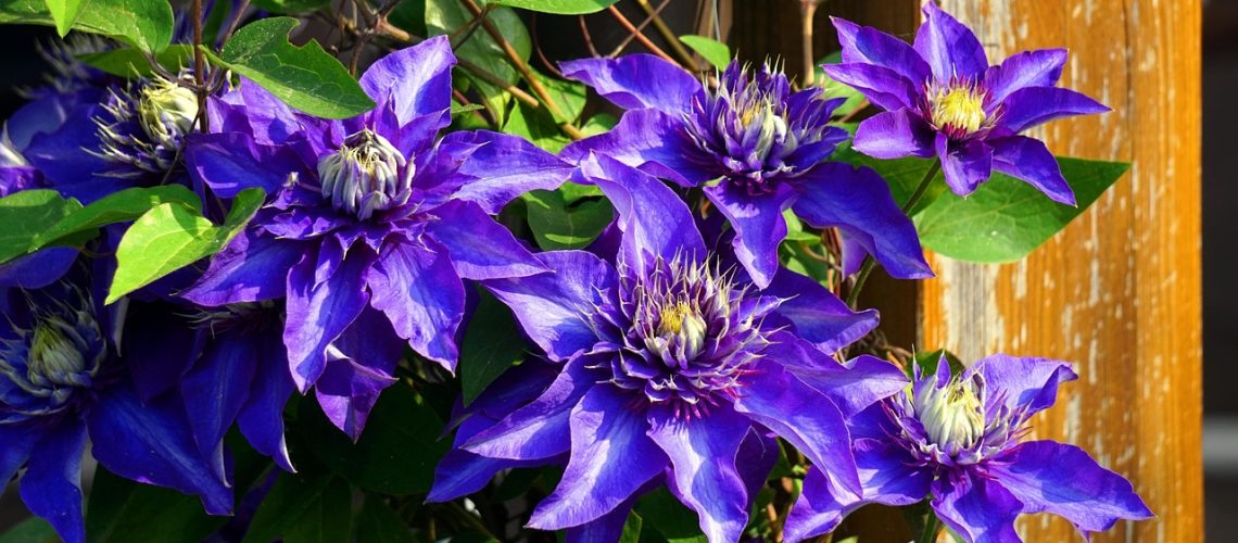 clematis