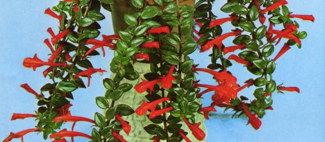 columnea