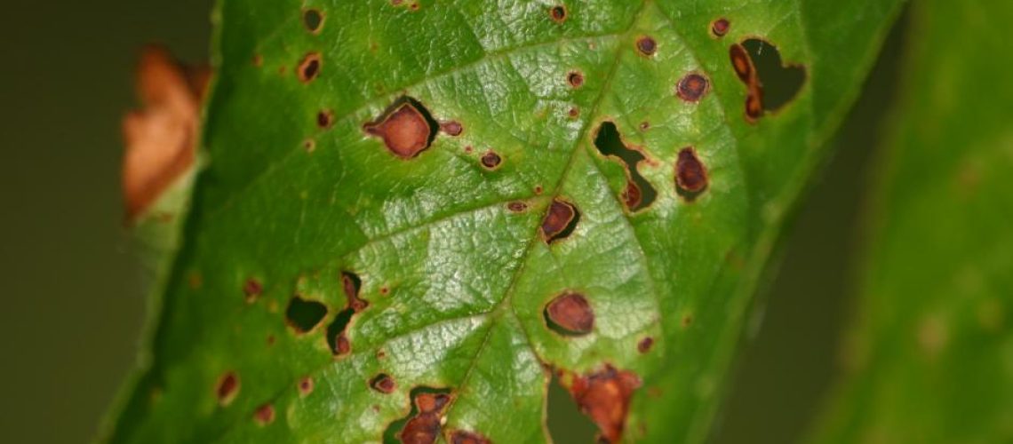 coryneum-bejerinckii--ps09-140