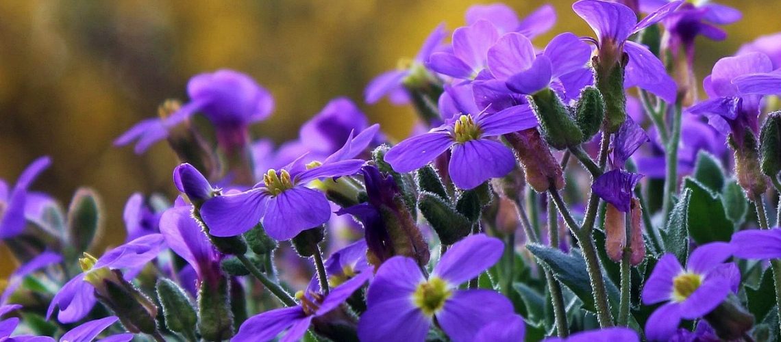 geranium
