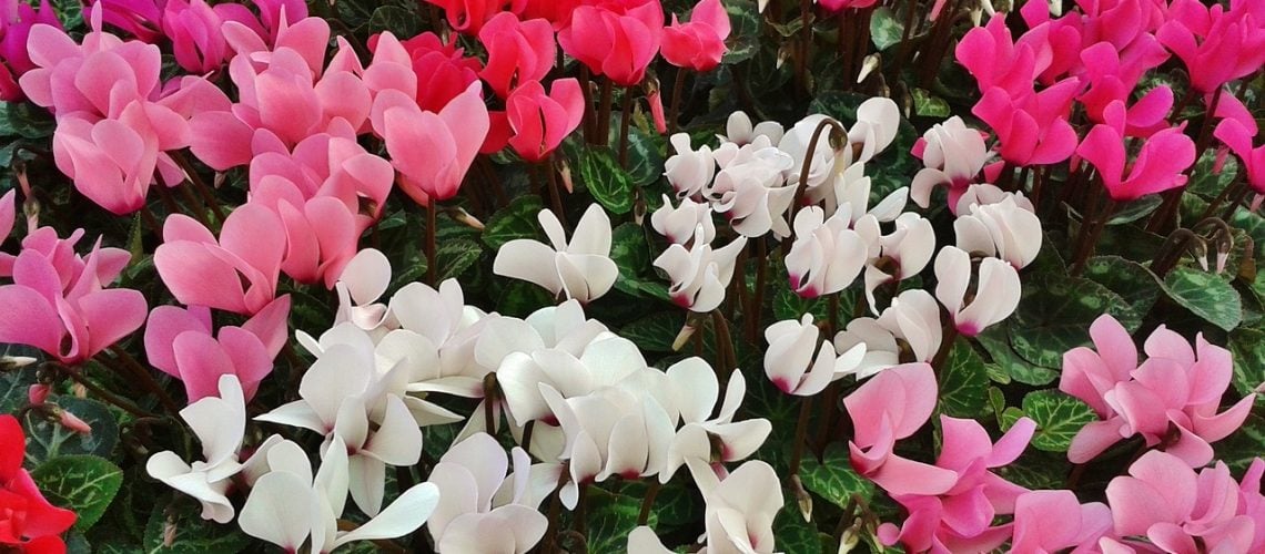cyclamen