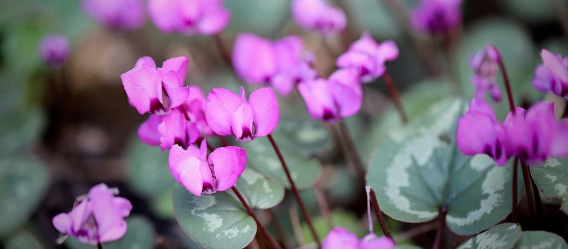 cyclamen