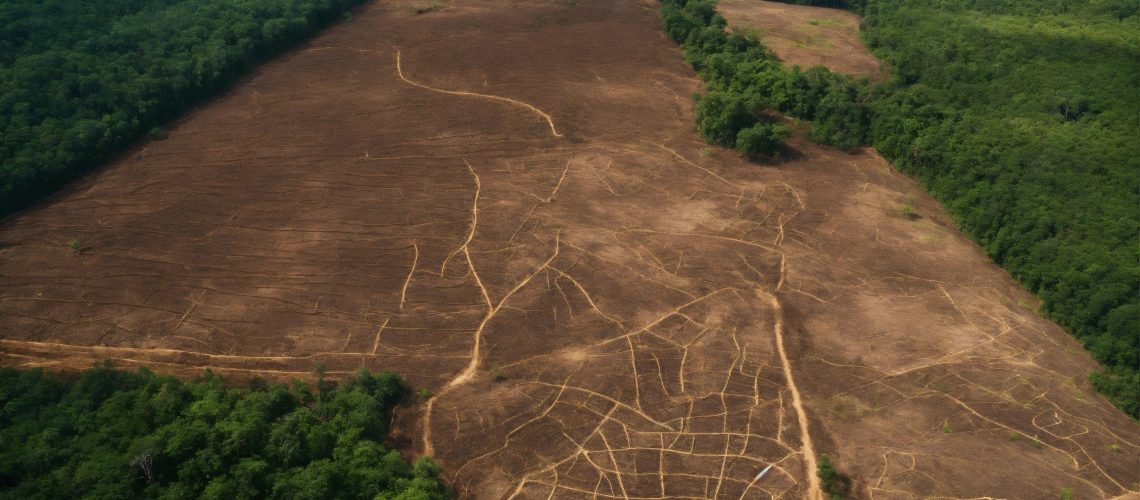 deforestation