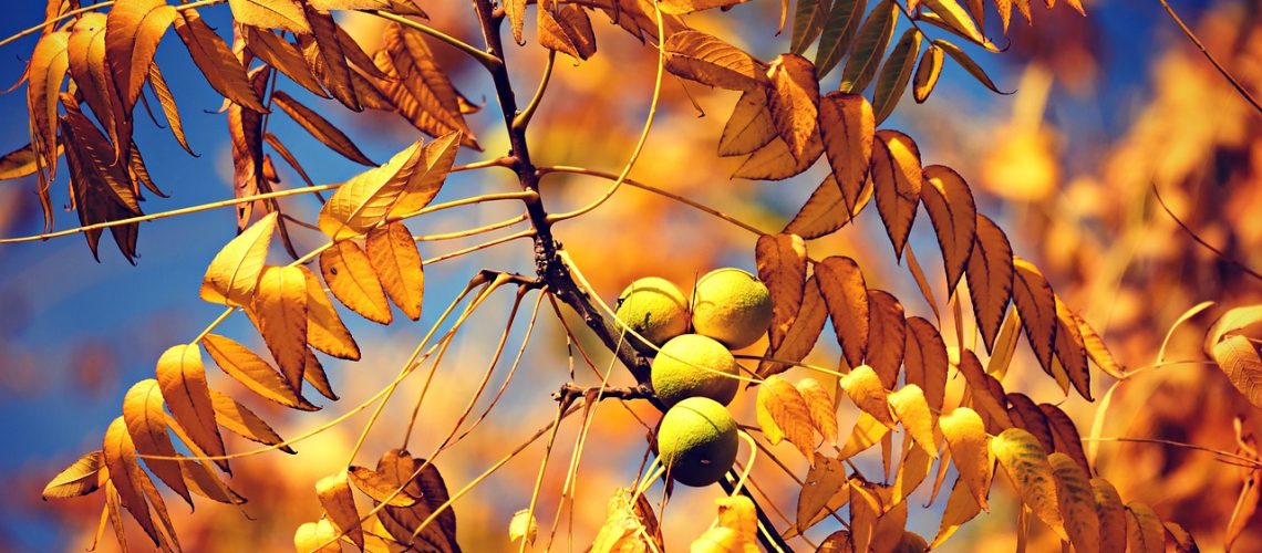 walnut