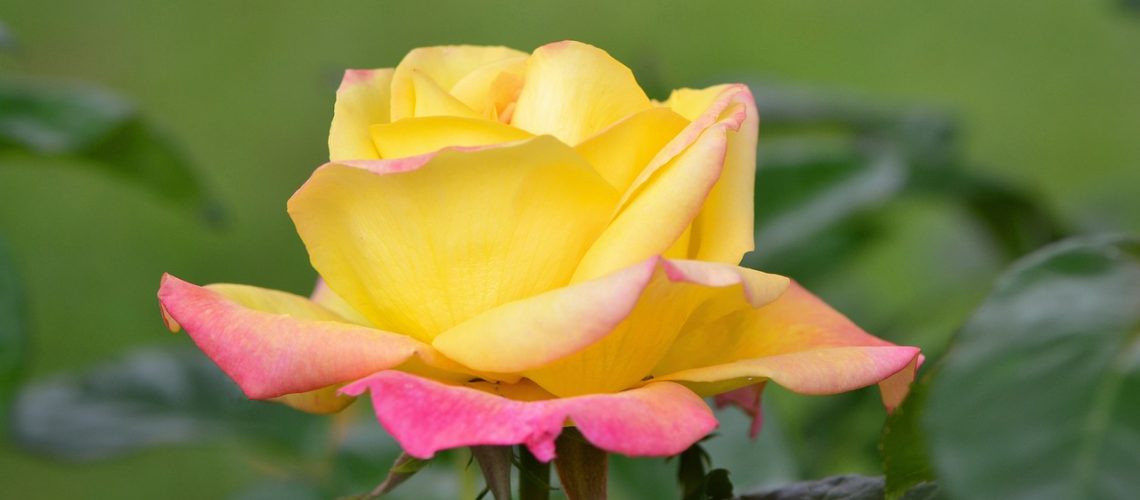 fleur