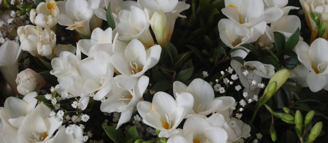 fleurs blanche