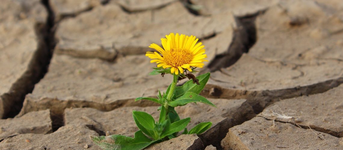 flower-887443_1280