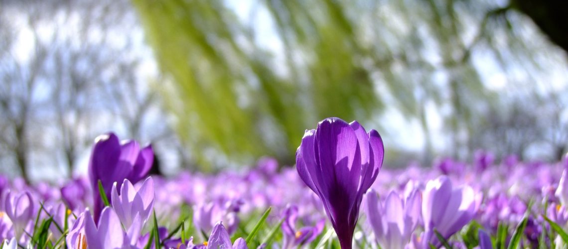 crocus