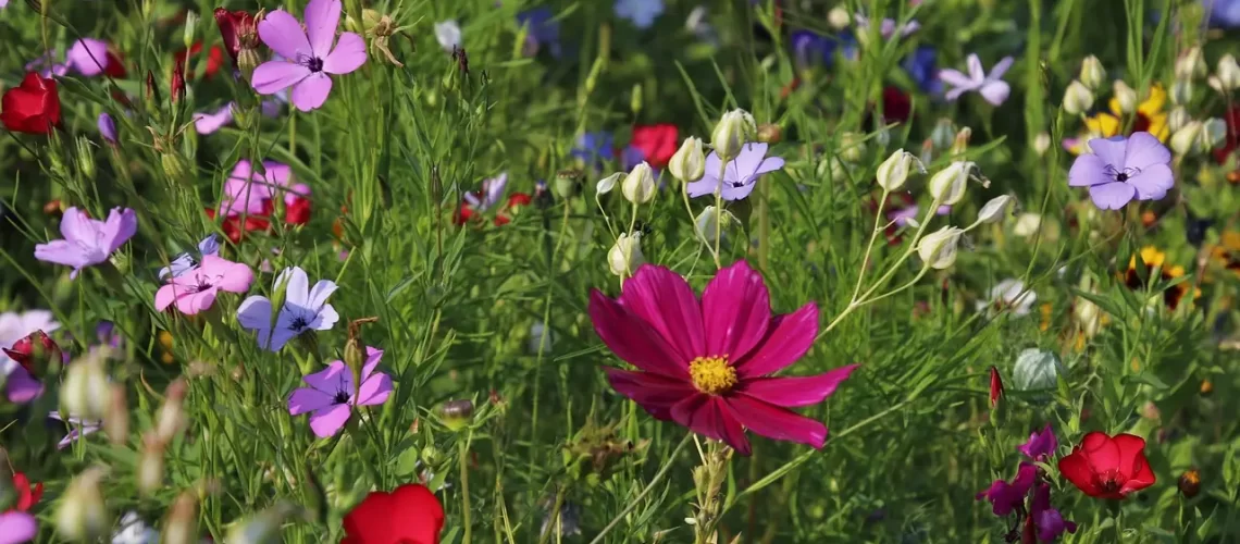 jardin sauvage
