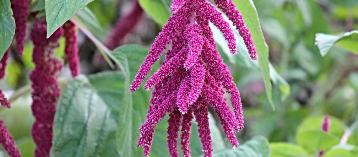 foxtail-2769772_1280