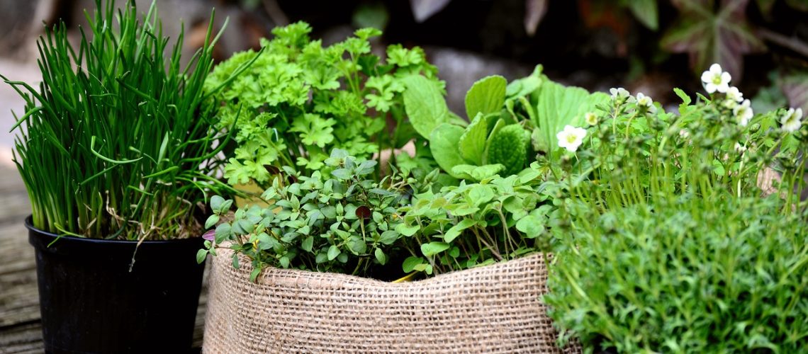 garden-plants-6204106_1280