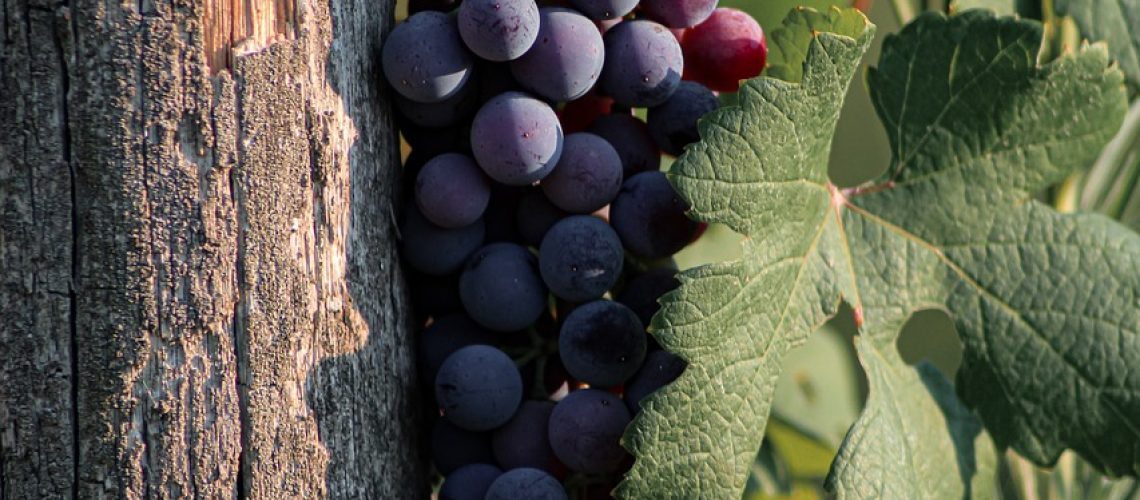 vigne soutien