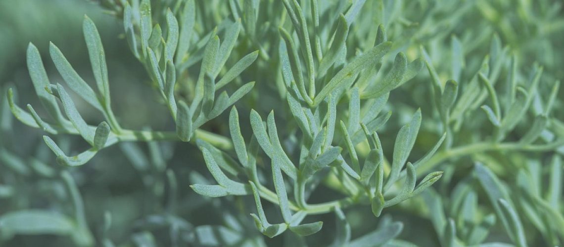 herbs