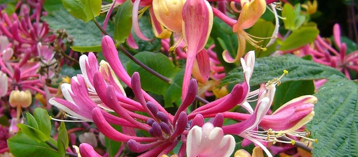 honeysuckle-57423_1280