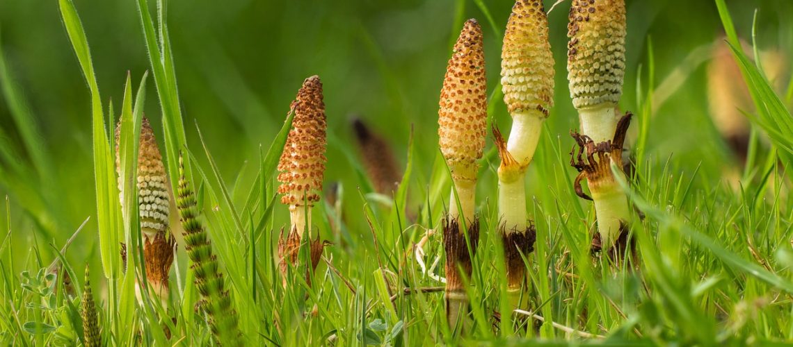 horsetail-3317962_1280