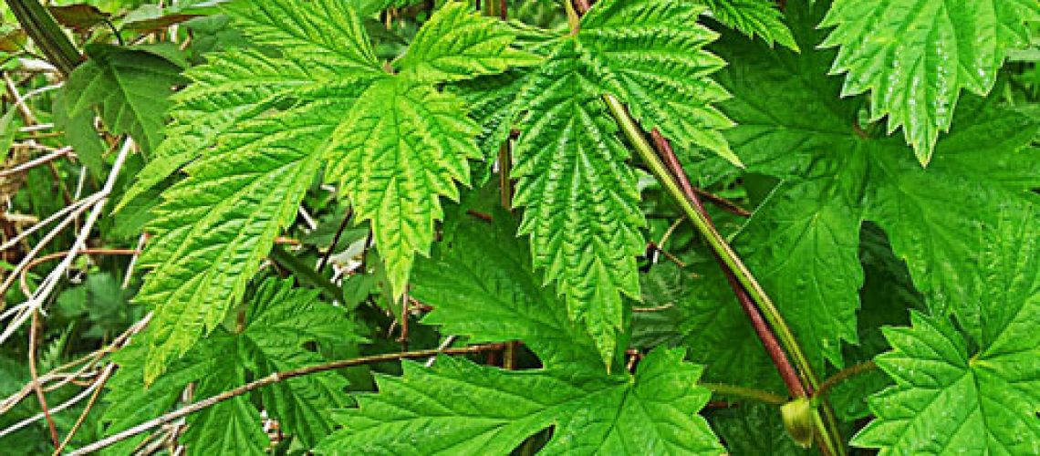 houblon