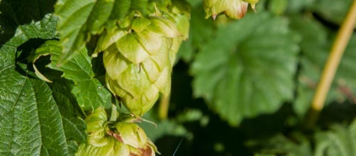 houblon